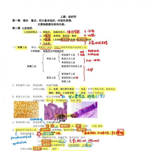 《组织学与胚胎学》 组胚笔记图片丰富 题库  试题重要考点 知识点 难点 笔记资料合集！
内容精简 