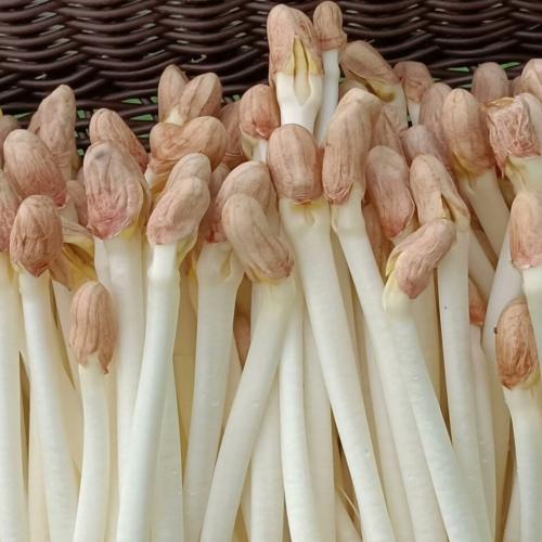 水培花生芽全面视频指南：从选种到种植每一步详解